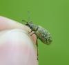 Phyllobius glaucus
